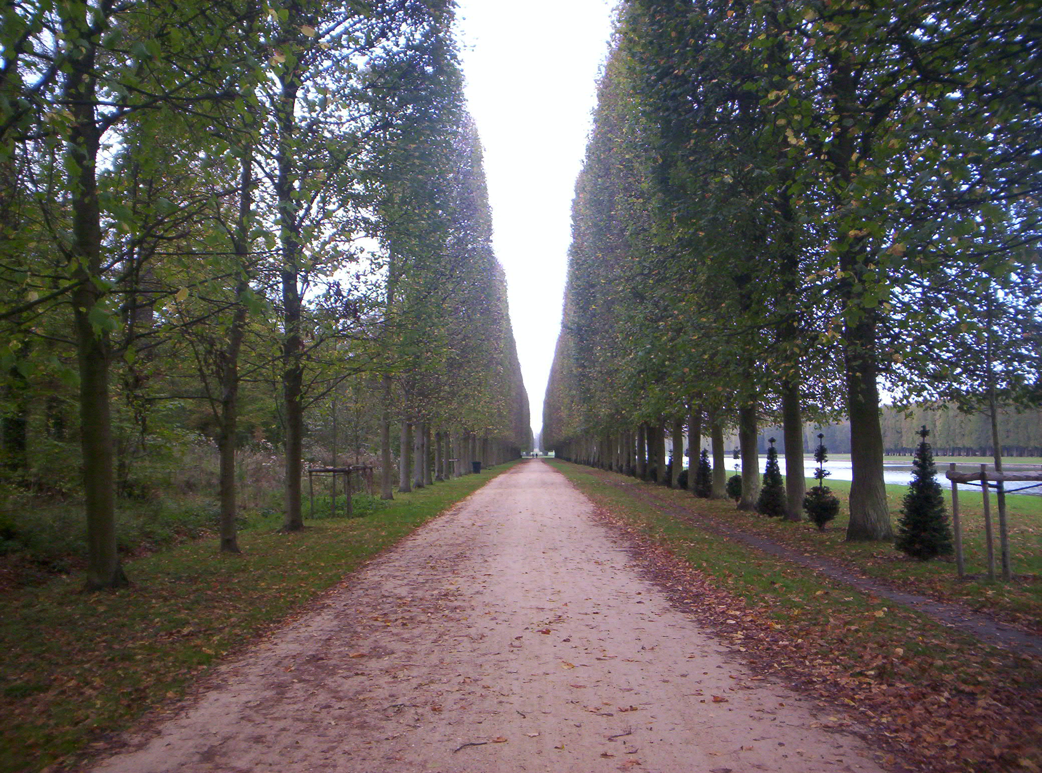 Versailles tree alley