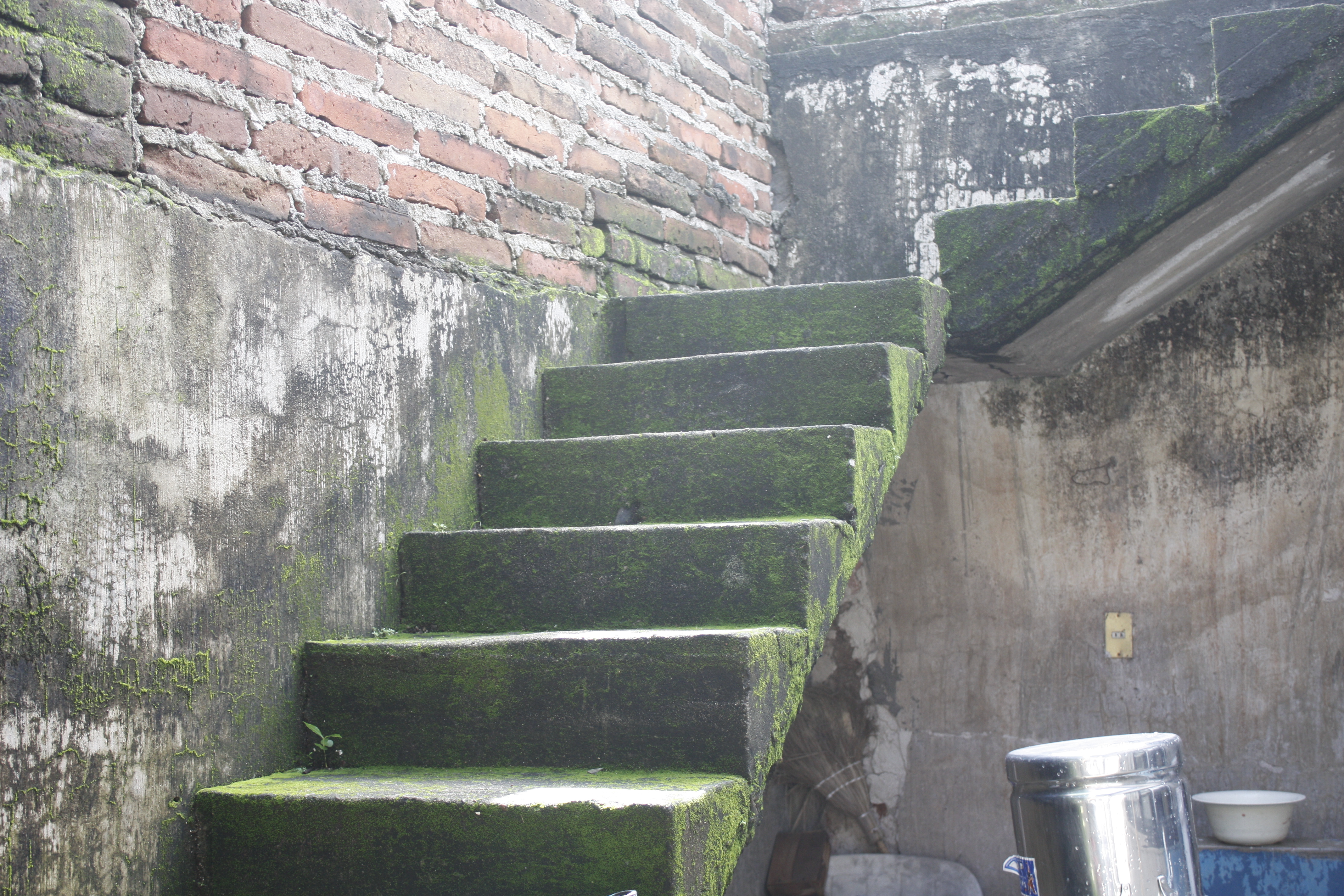 Moss covered stairs