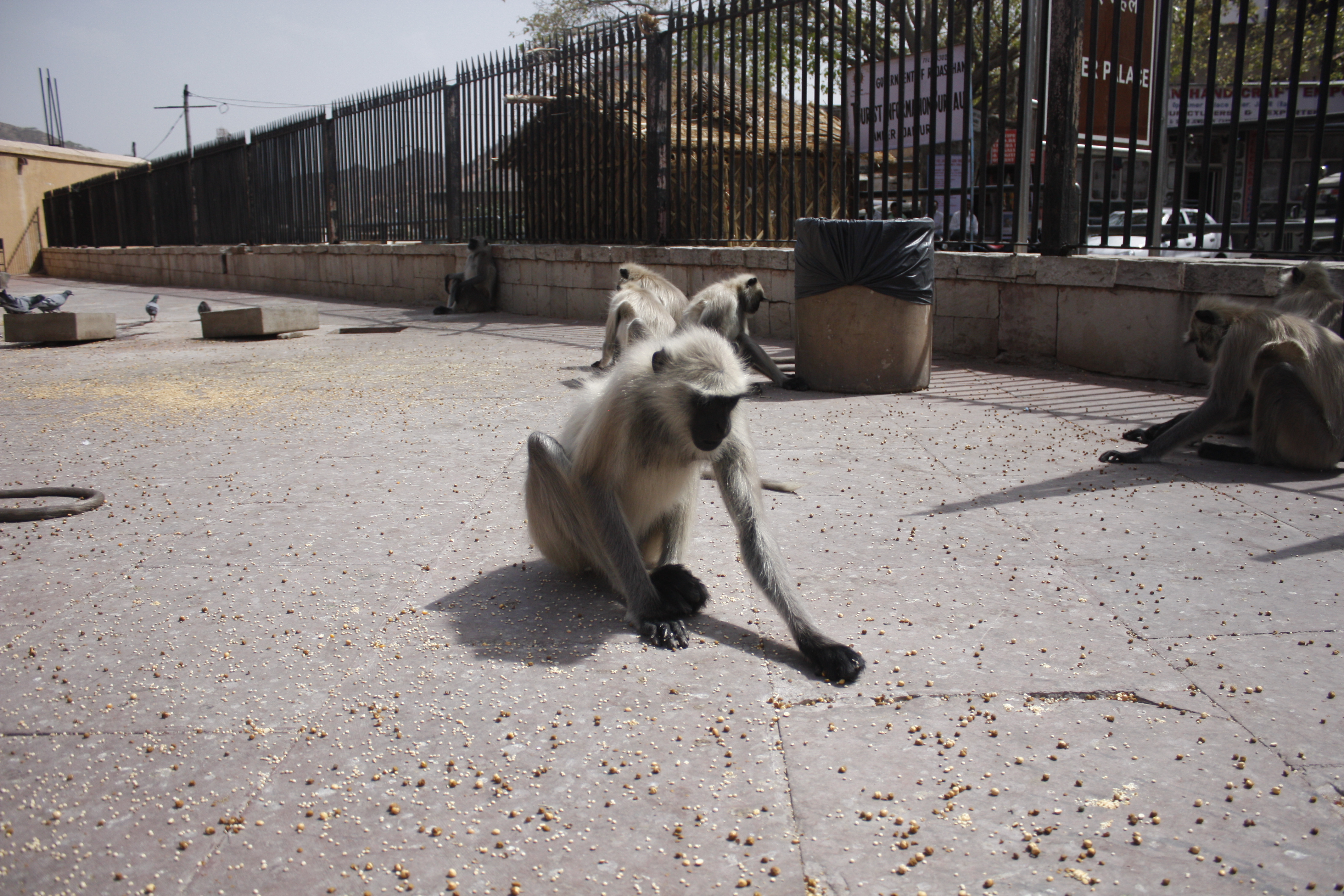 Langur monkeys, Jaipur, India