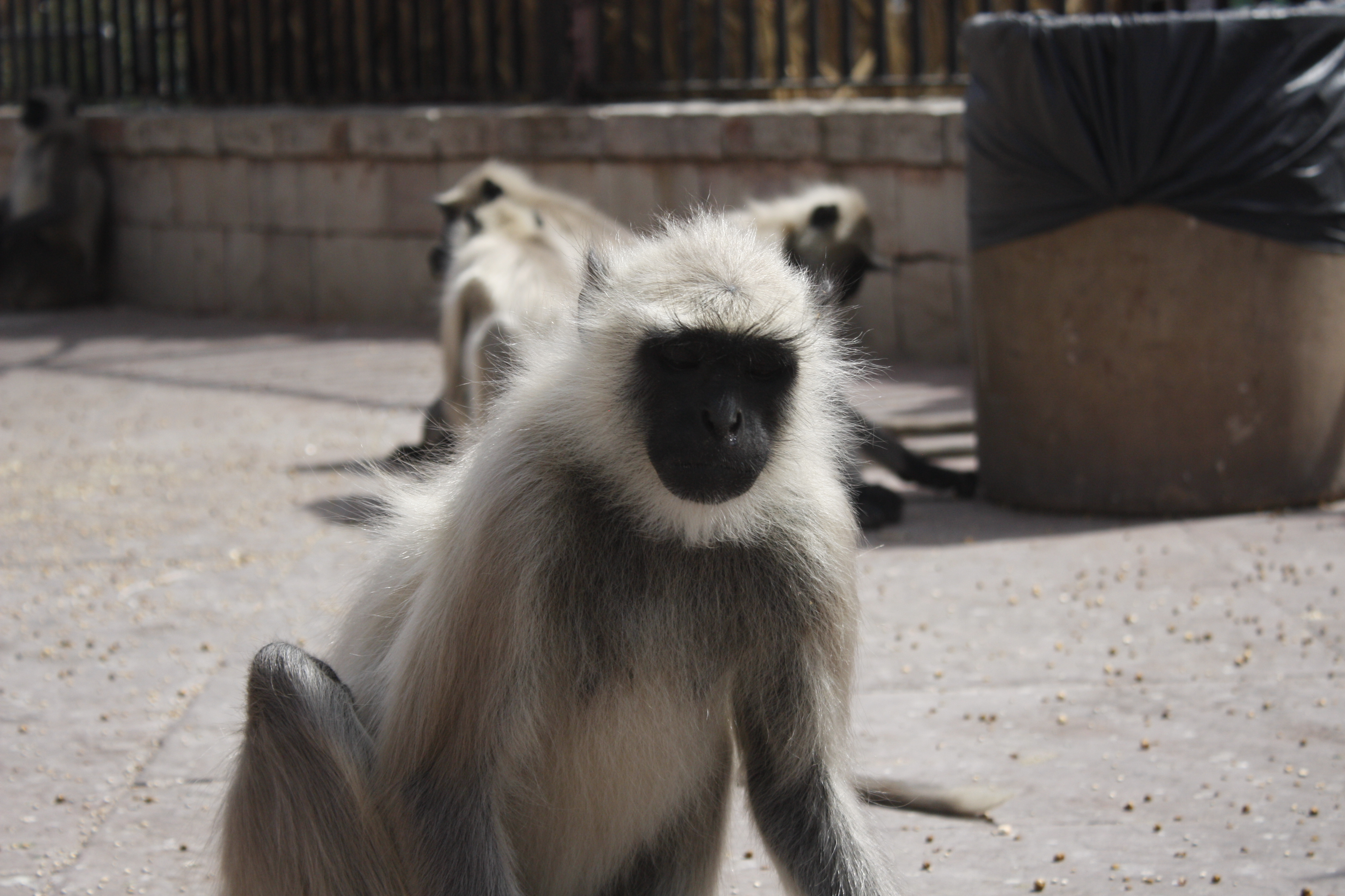 Langur monkey portrait, Jaipur, India