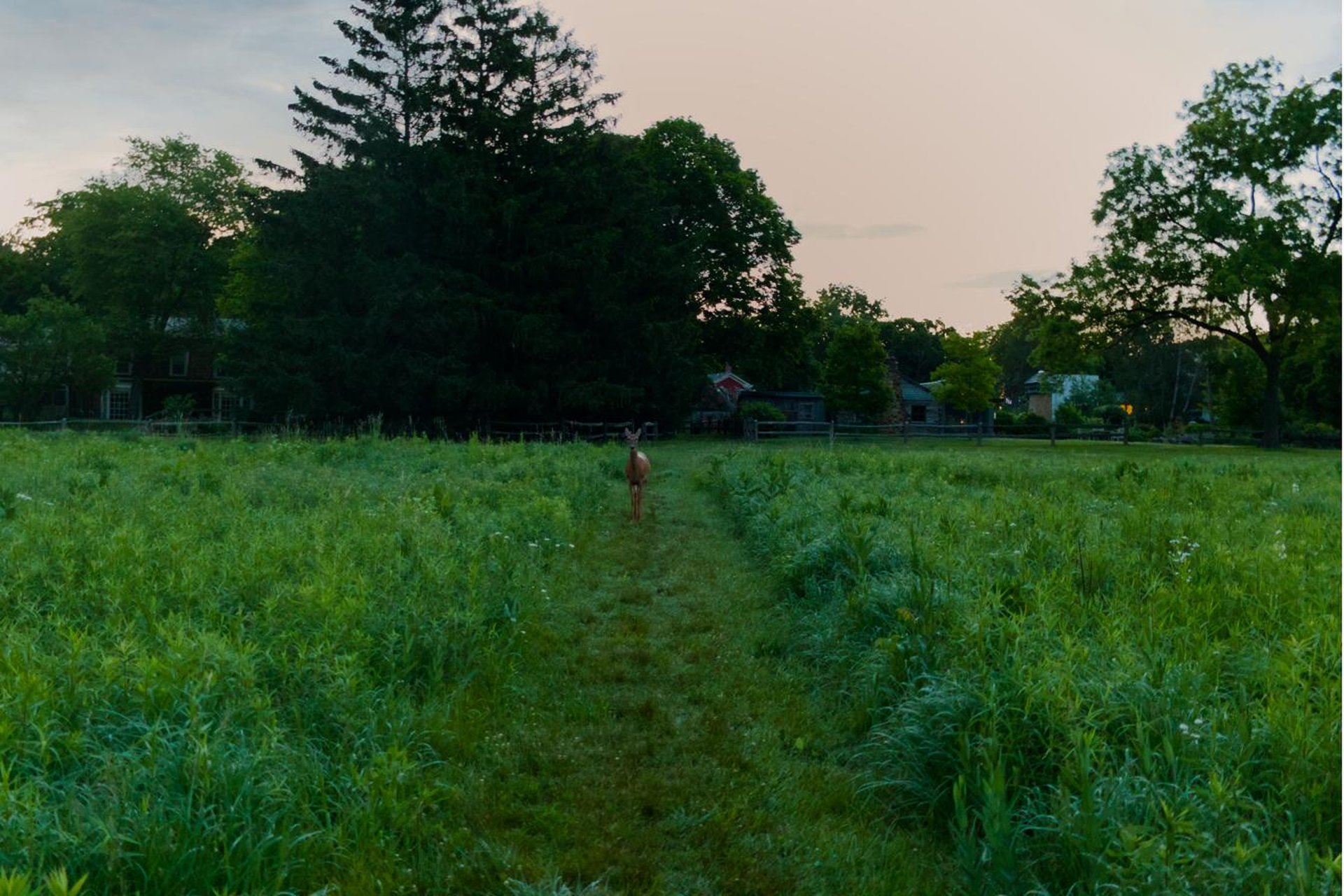 Deer in the prairie path at dawn — Remnant project