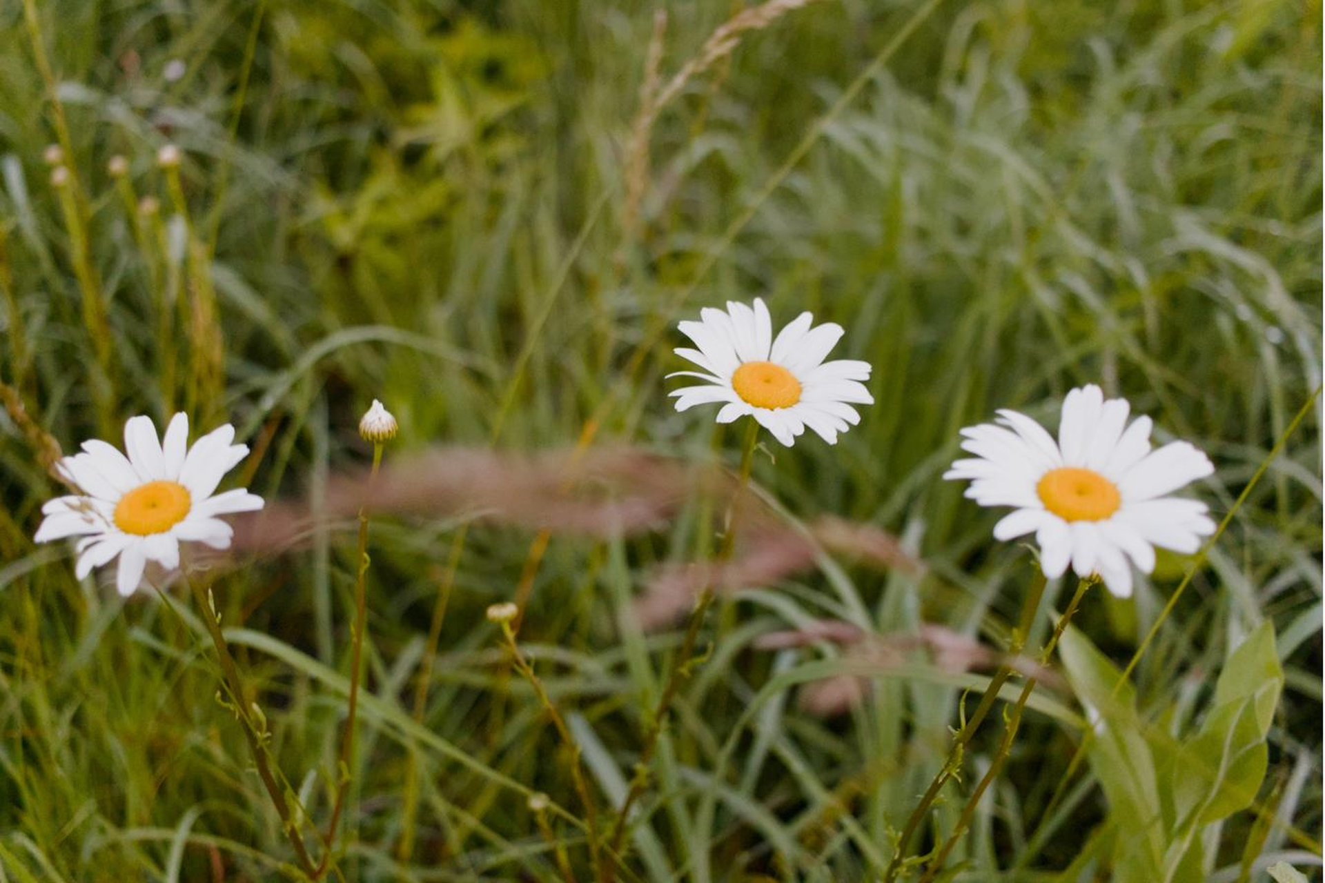 Three white oxeye daisies in the prairie grass