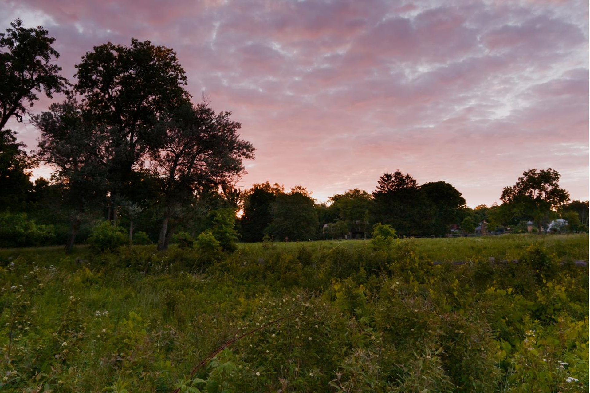 Golden sunrise over the prairie with wildflowers