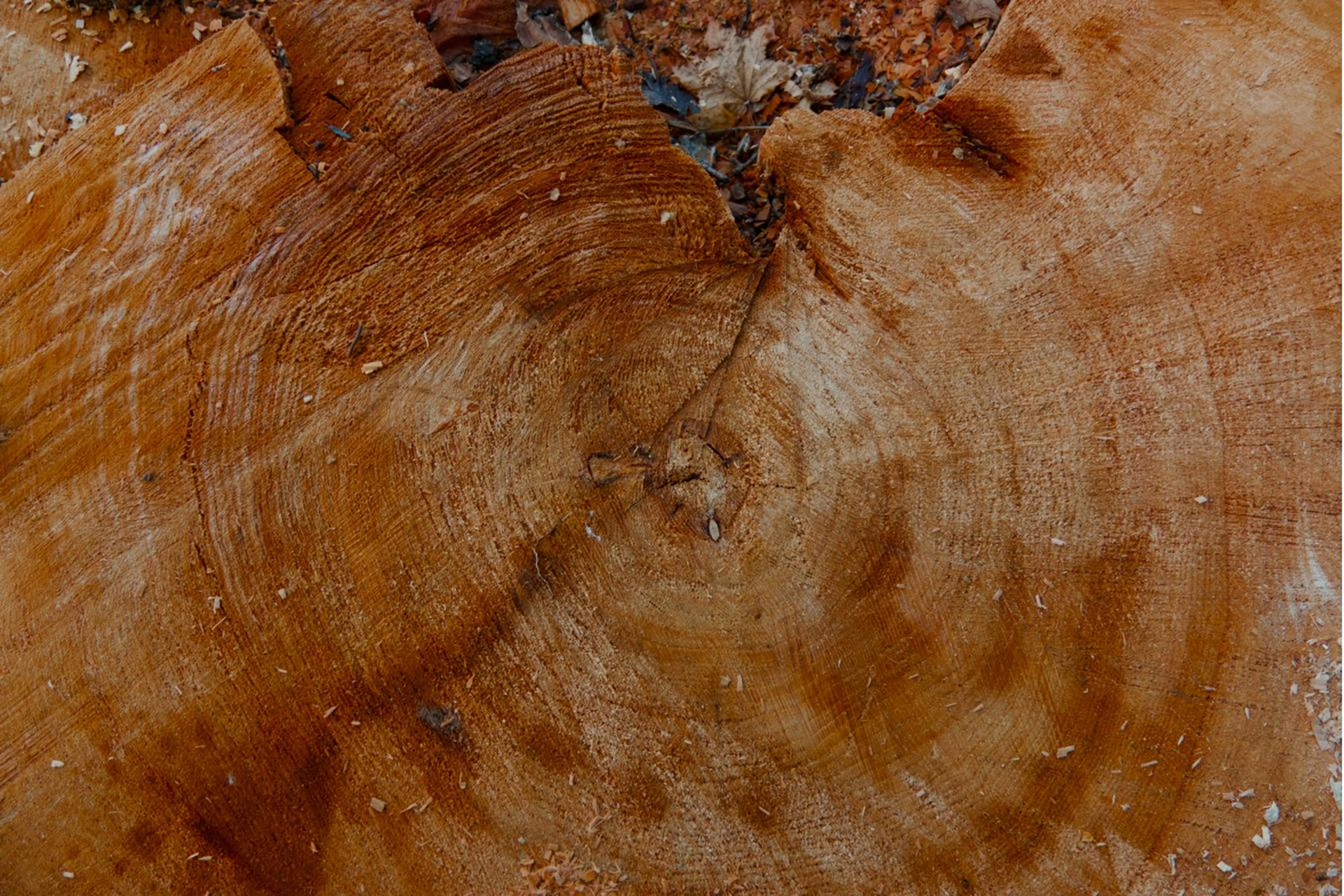 Cross-section of a felled tree, growth rings