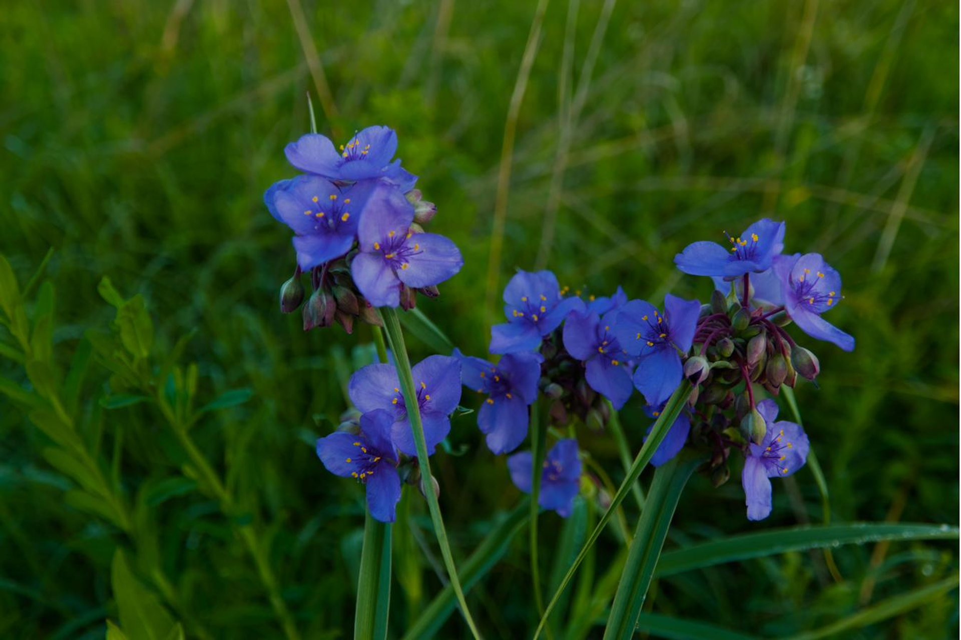 Blue spiderwort wildflowers