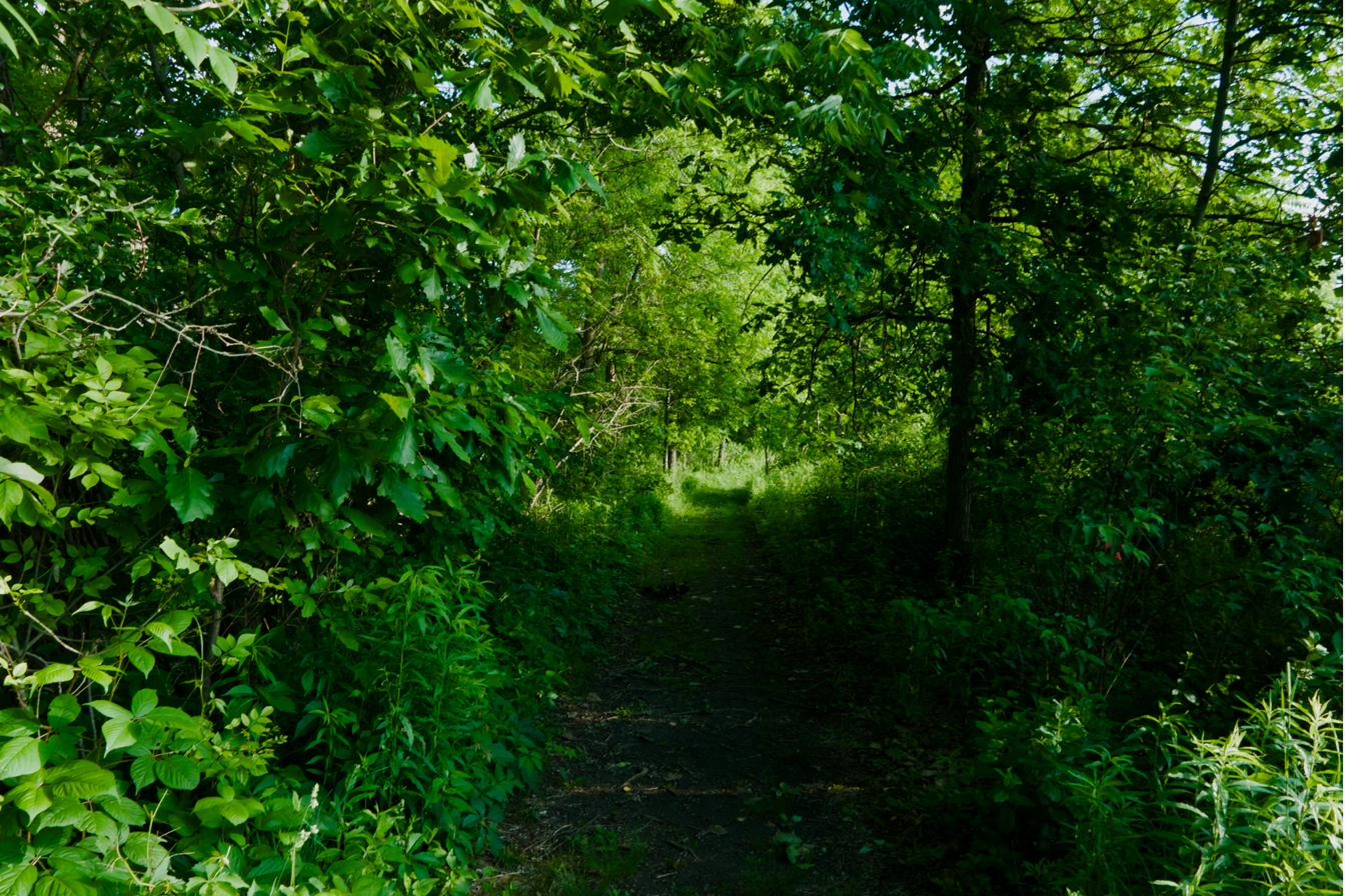 Wooded green tunnel path into the forest