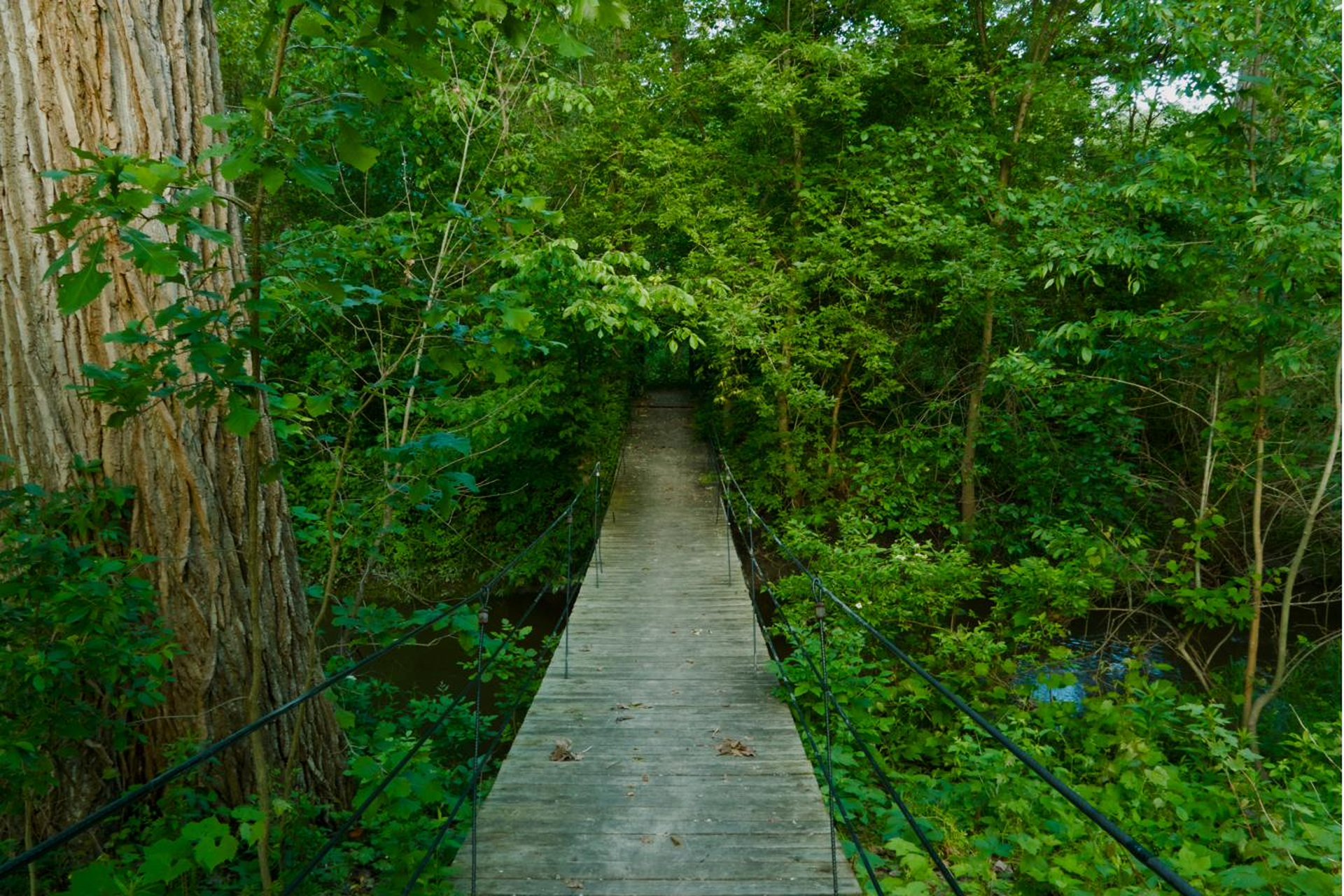 Suspension bridge disappearing into the forest canopy