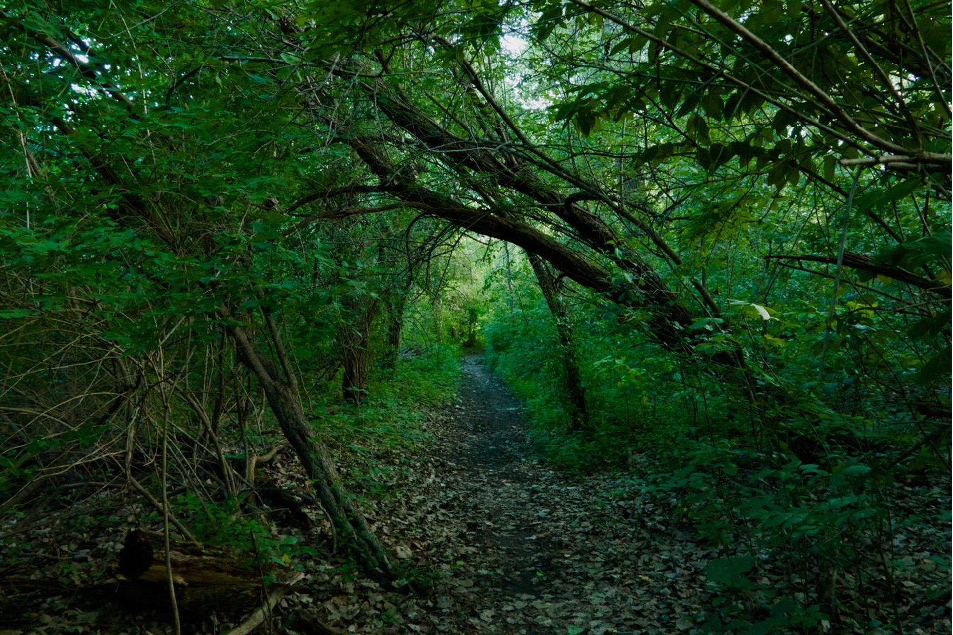 Arched branch canopy over a woodland trail