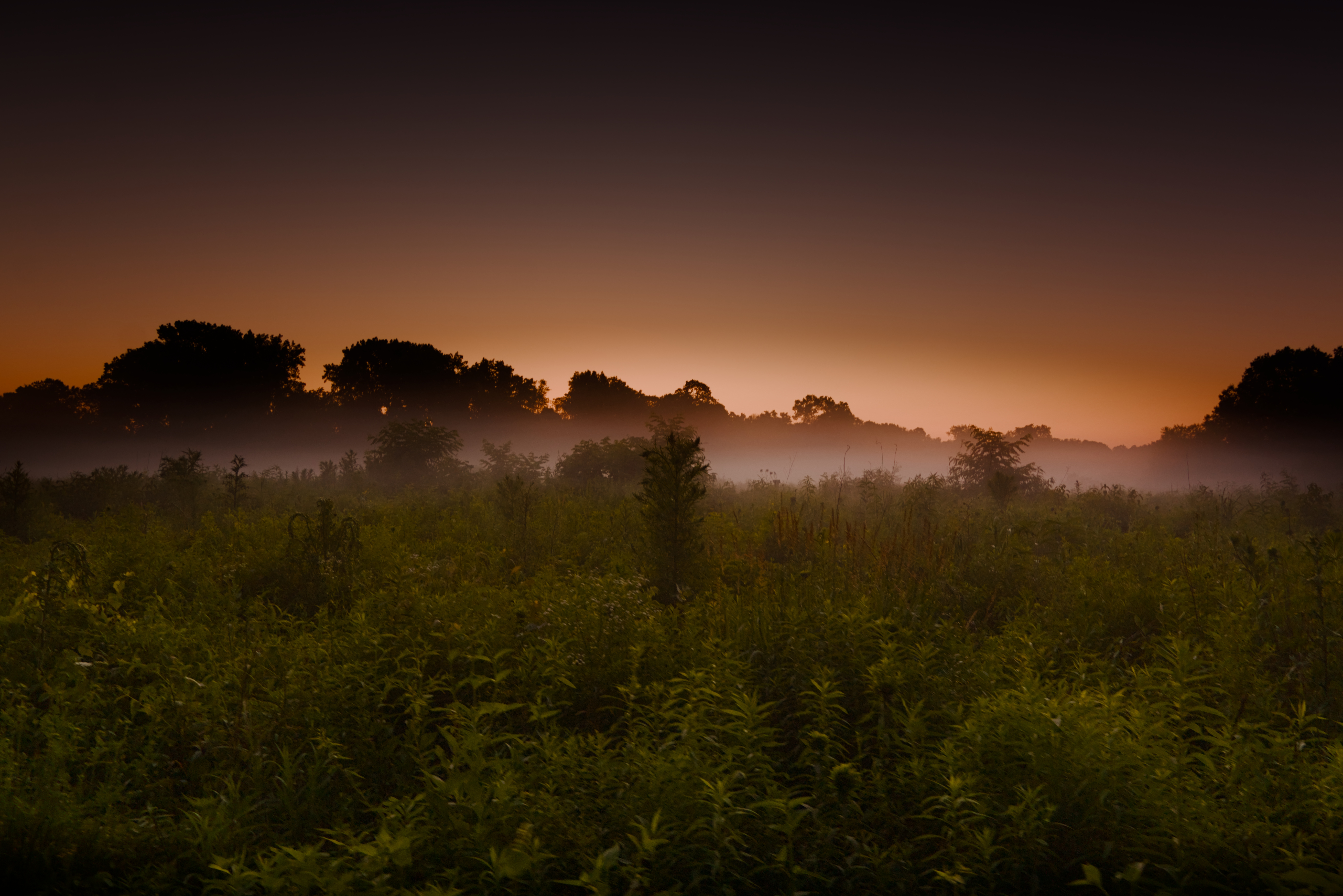 Ground fog beneath a graded sunrise sky and silhouetted treeline