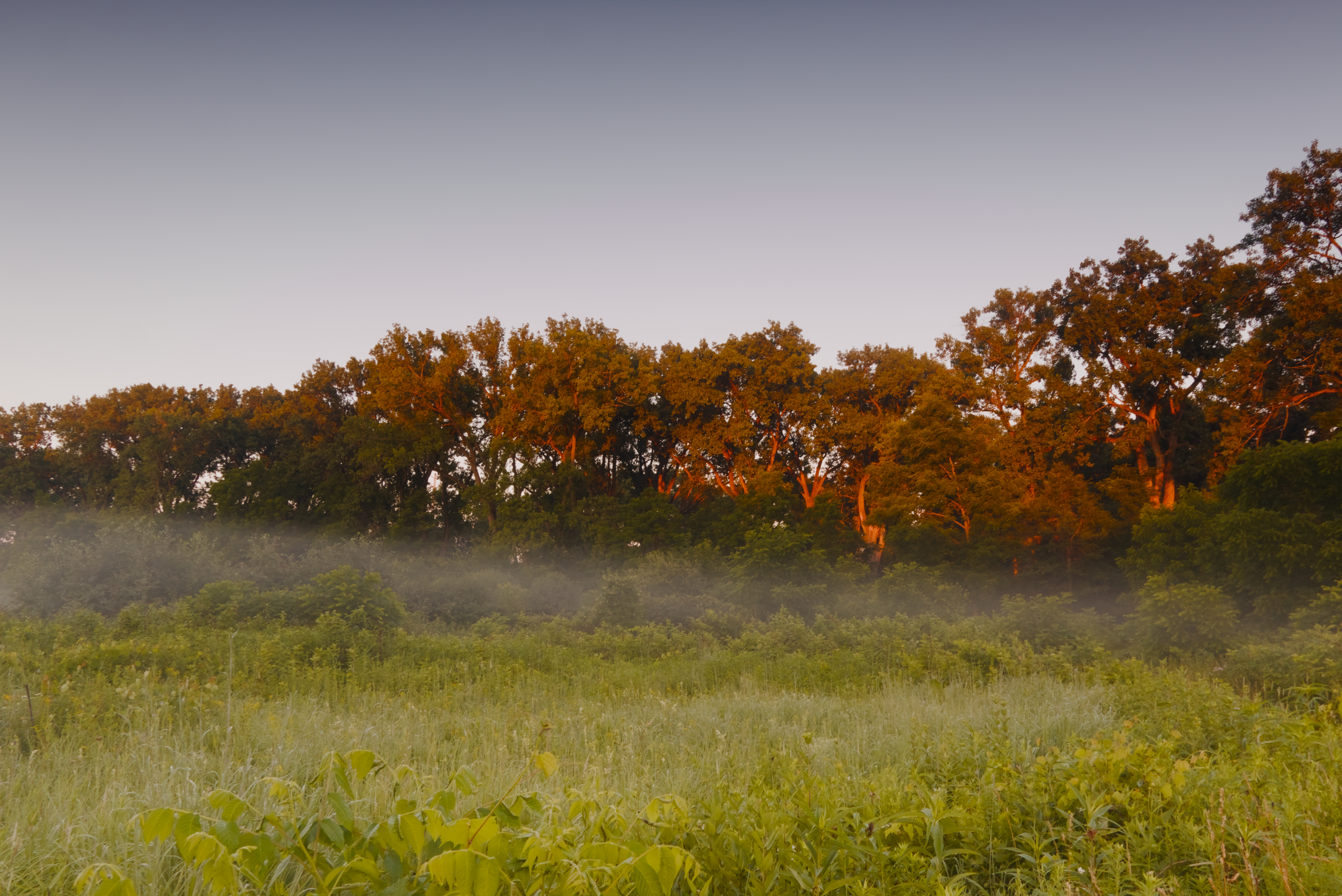 Orange sunrise light over a foggy treeline