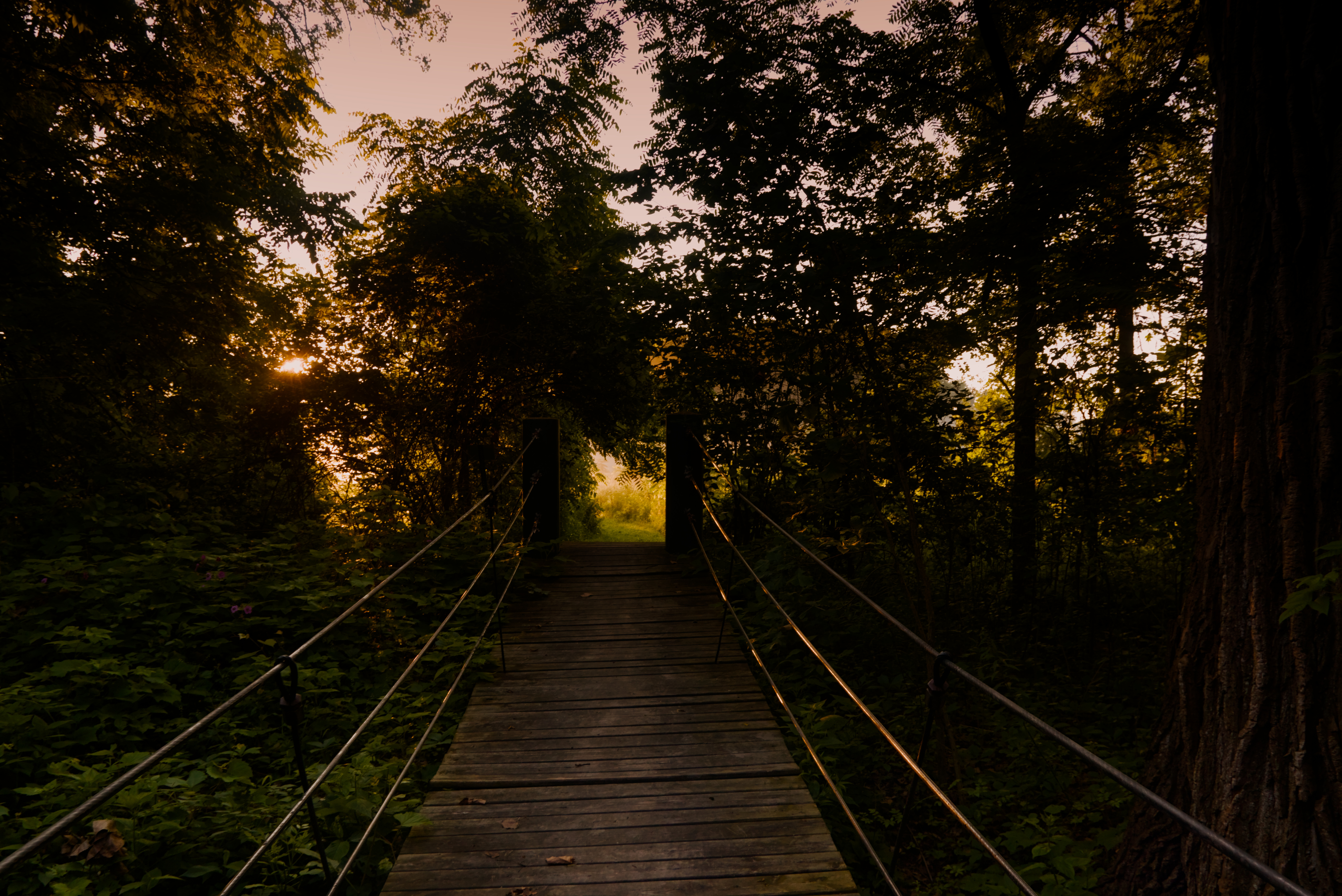 Suspension bridge into the forest at dawn