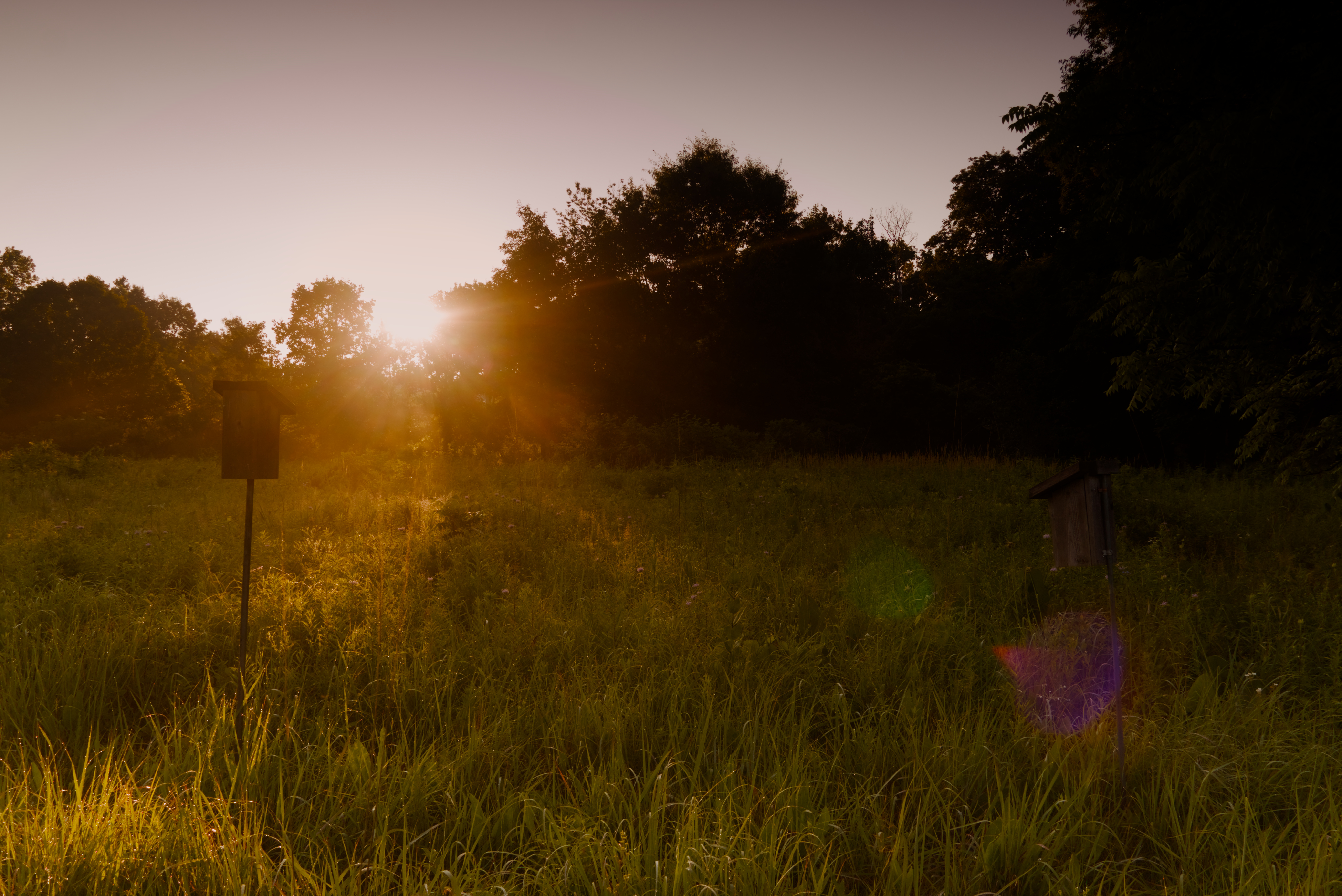 Sun breaking through the treeline over a meadow with birdhouses