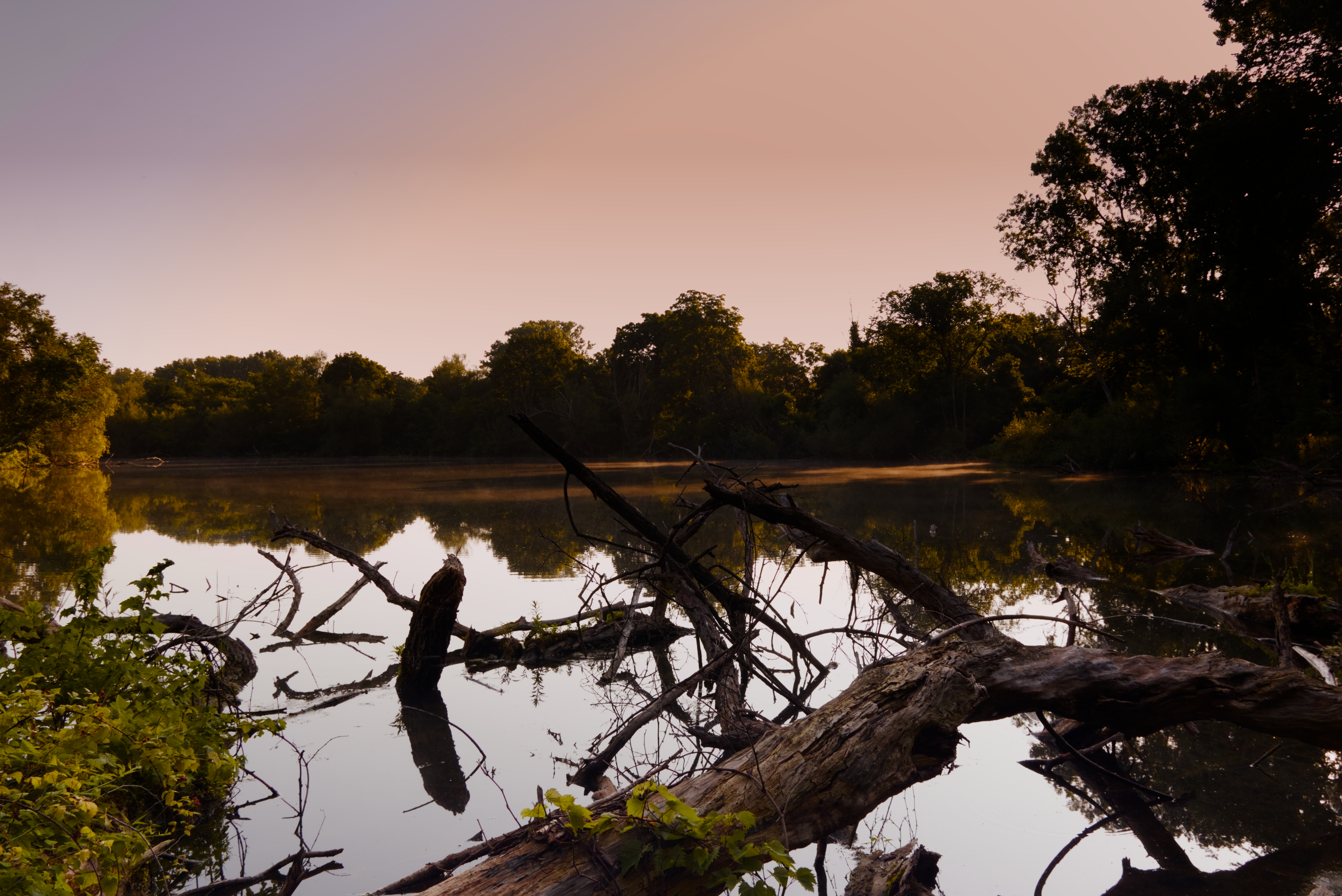 Driftwood reflected in still lake water at dawn