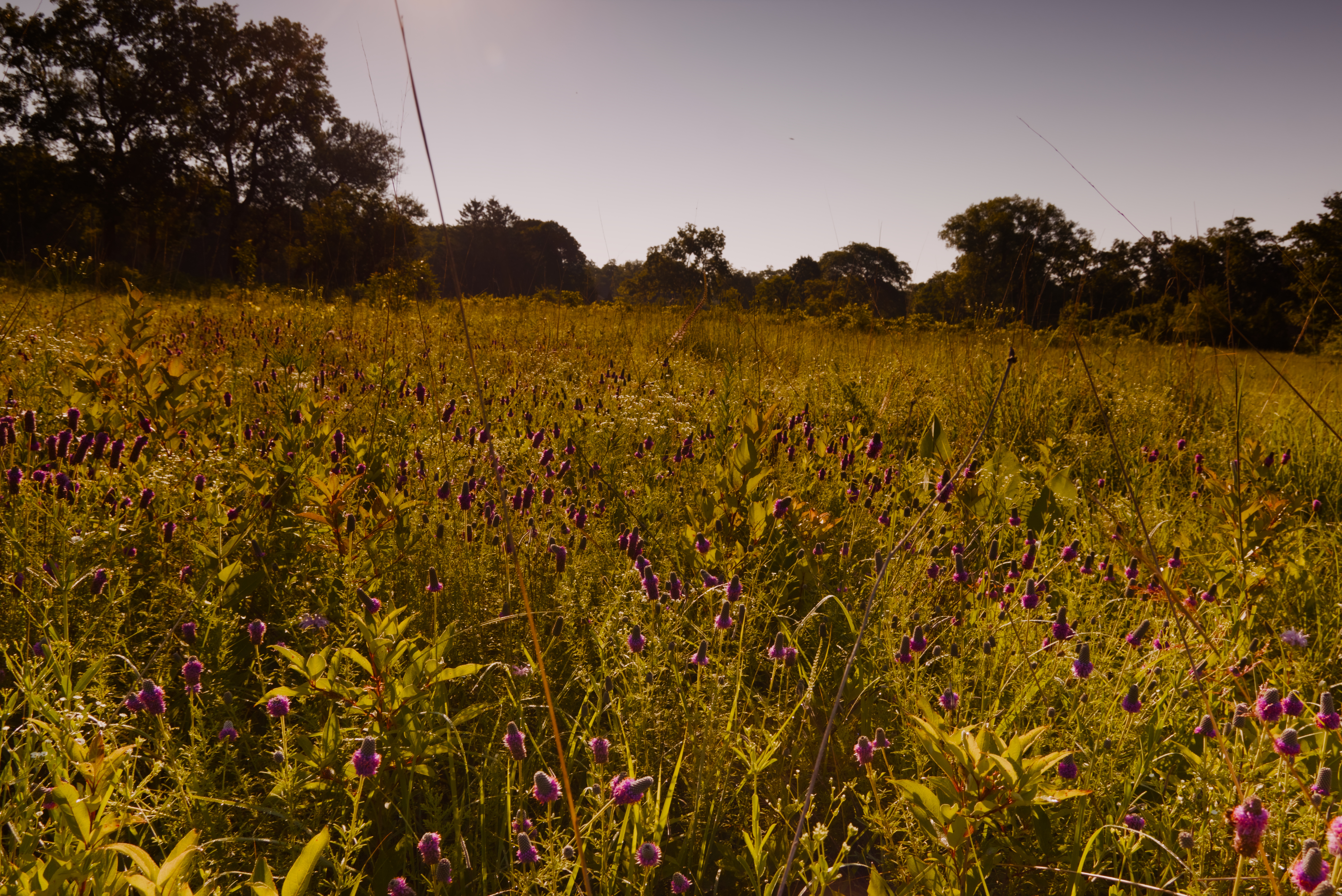 Purple wildflower meadow in morning light