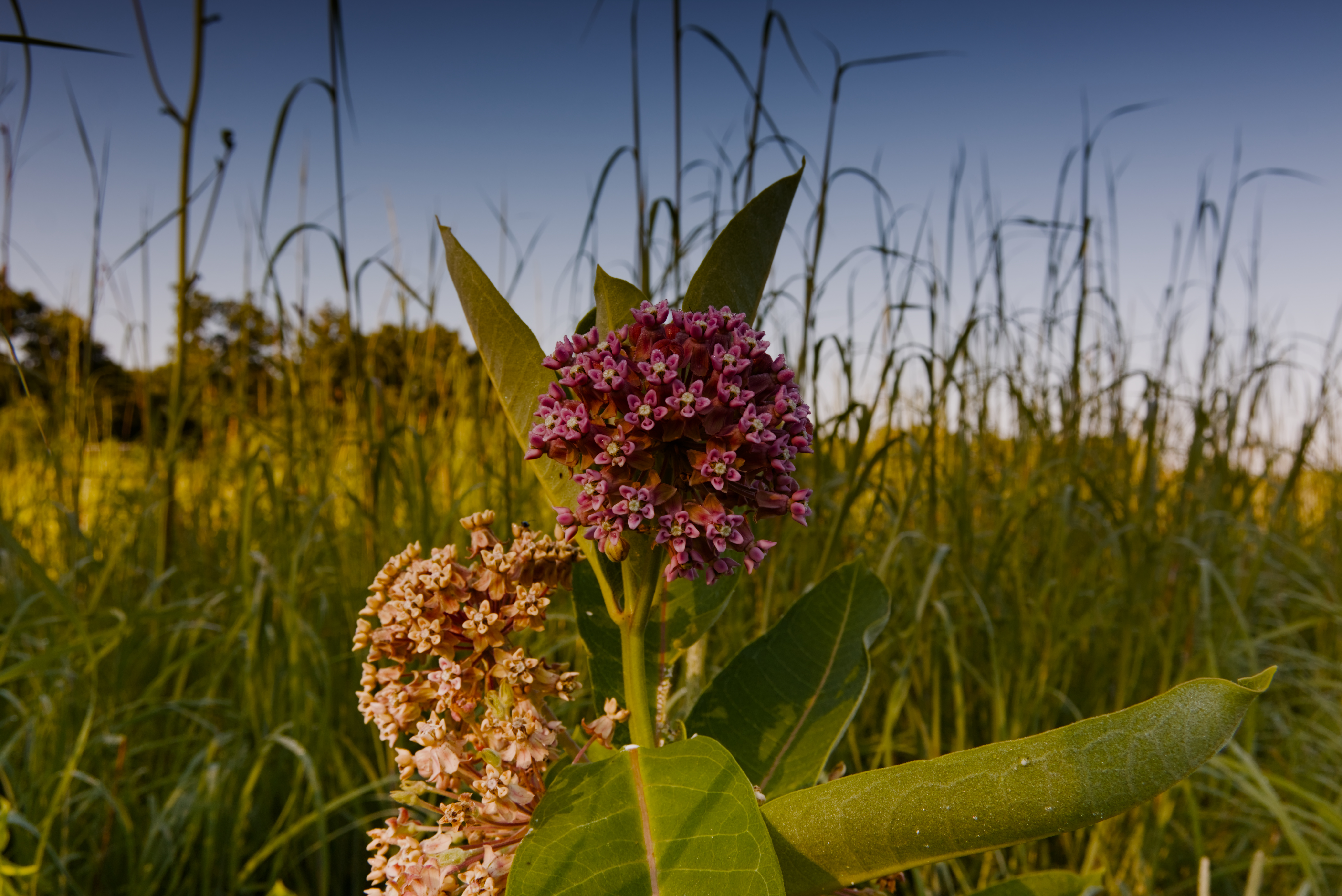 Close-up of a milkweed bloom against tall grass